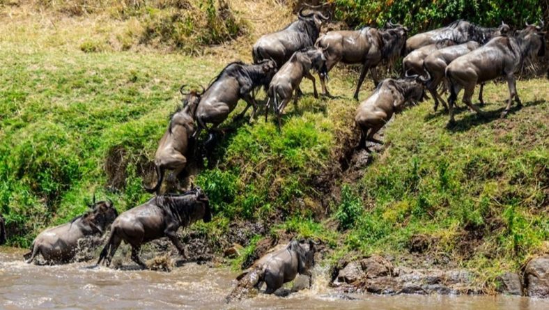 TANAPA consult on alleviating wildebeest viewing congestion