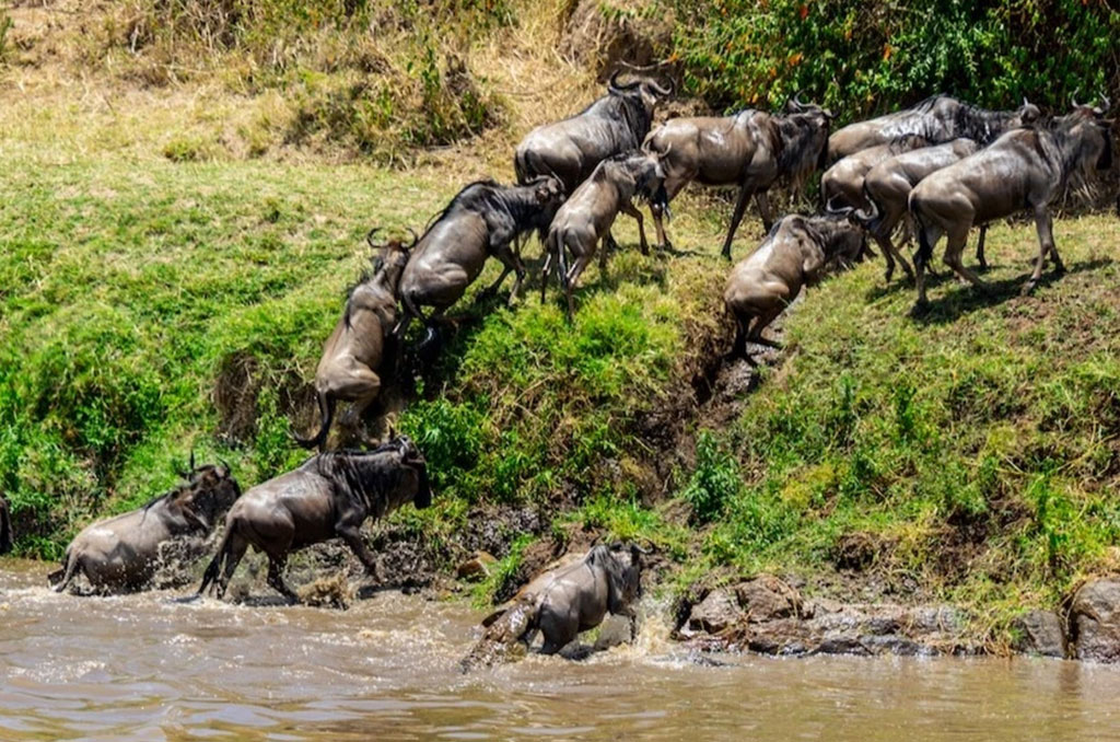 TANAPA consult on alleviating wildebeest viewing congestion