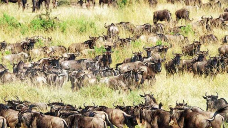 Key Serengeti National Park gateway now faces threat from mass tourism