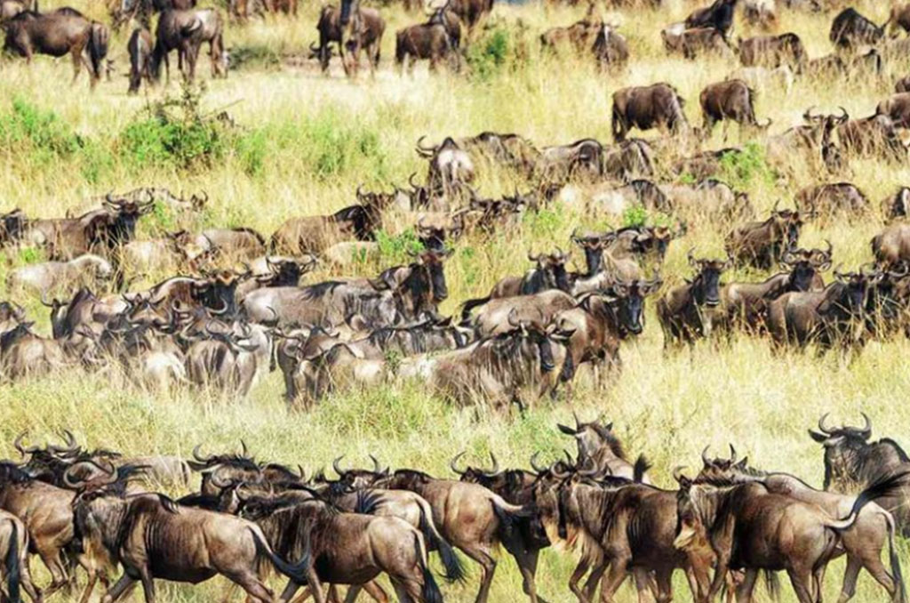 Key Serengeti National Park gateway now faces threat from mass tourism