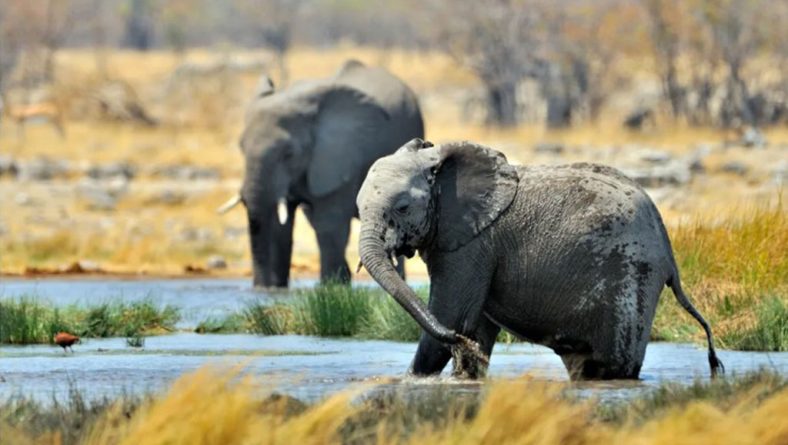 700 wild animals, including elephants and hippos, to be killed for meat in Namibia