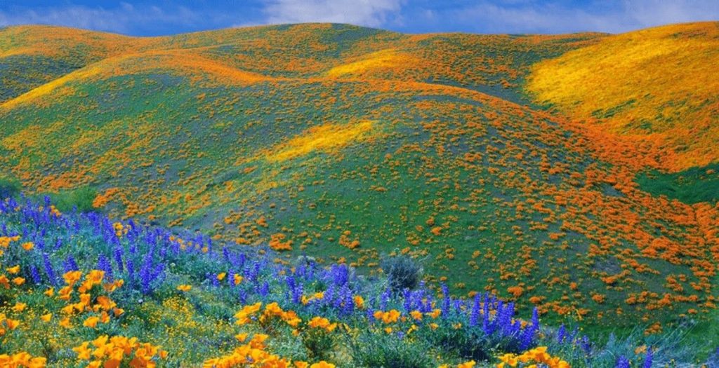 Kitulo National Park (“Serengeti of Flowers”): A botanist’s dream, home to wildflowers and montane grasslands.