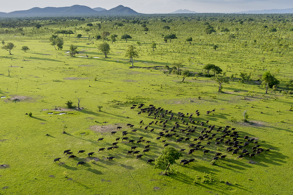 Nyerere National Park (formerly Selous Game Reserve) part of Southern Tanzania Tourism Circuit
