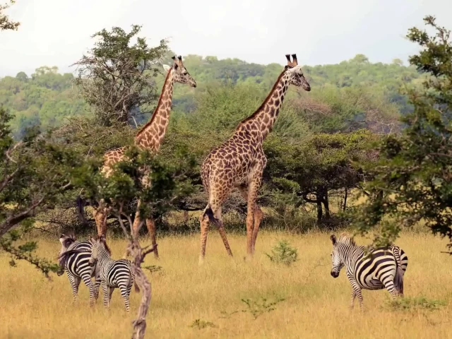 Exploring the Southern Tourism Circuit: A Path to Sustainable and Balanced Tourism in Tanzania