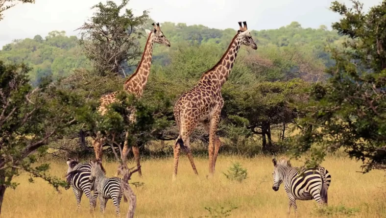 Exploring the Southern Tourism Circuit: A Path to Sustainable and Balanced Tourism in Tanzania