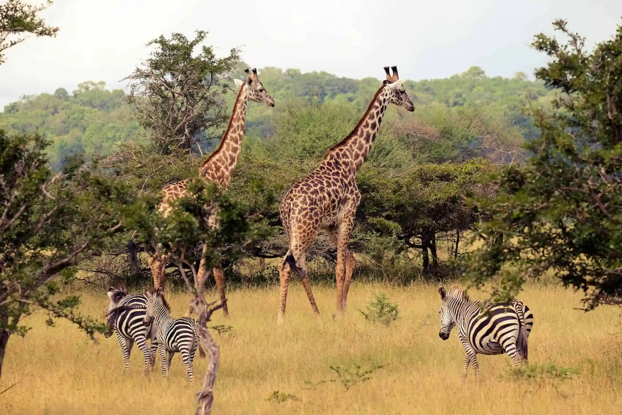 Exploring the Southern Tourism Circuit: A Path to Sustainable and Balanced Tourism in Tanzania