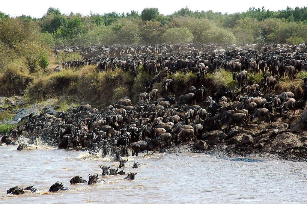 Great Migration Crossings at Mara River