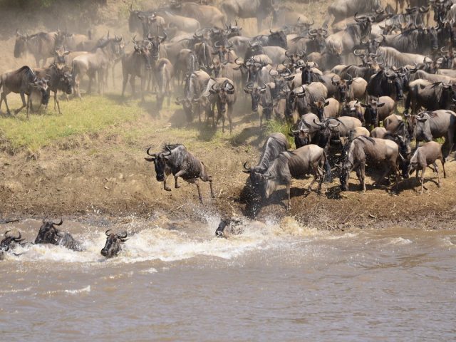 TATO Condemns Unethical Safari Practices at the Mara River Crossing