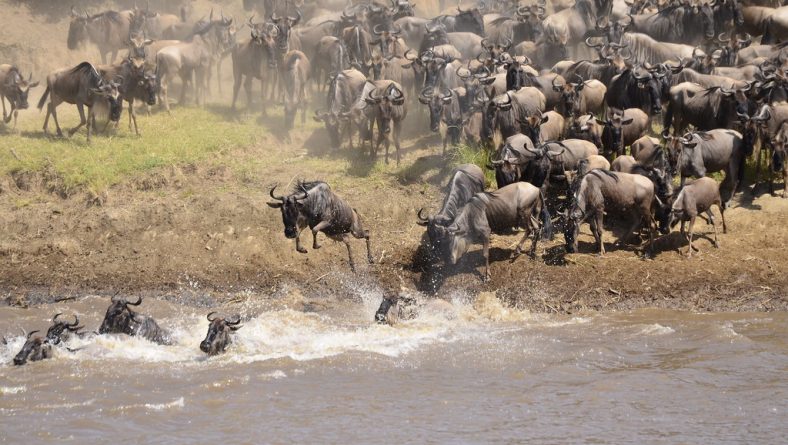 TATO Condemns Unethical Safari Practices at the Mara River Crossing