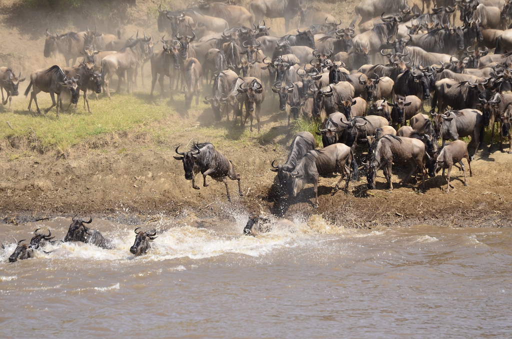 TATO Condemns Unethical Safari Practices at the Mara River Crossing and Reinforces Commitment to Responsible Tourism