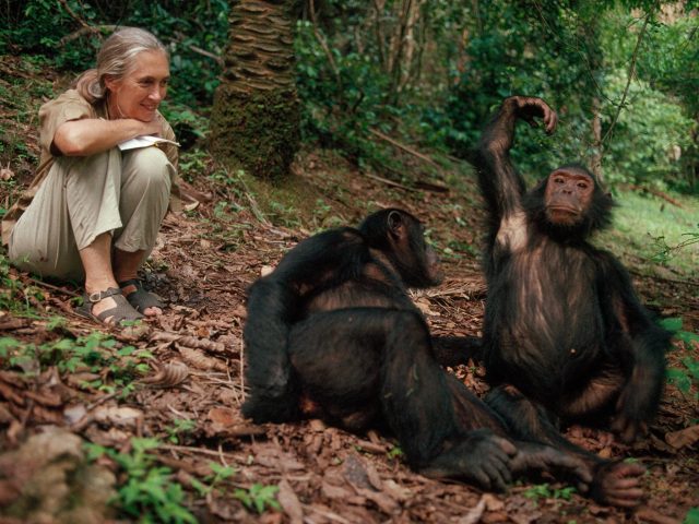 Chimpanzees in Tanzania: Discovering Mahale Mountains and Gombe Stream National Parks
