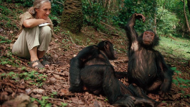 Chimpanzees in Tanzania: Discovering Mahale Mountains and Gombe Stream National Parks