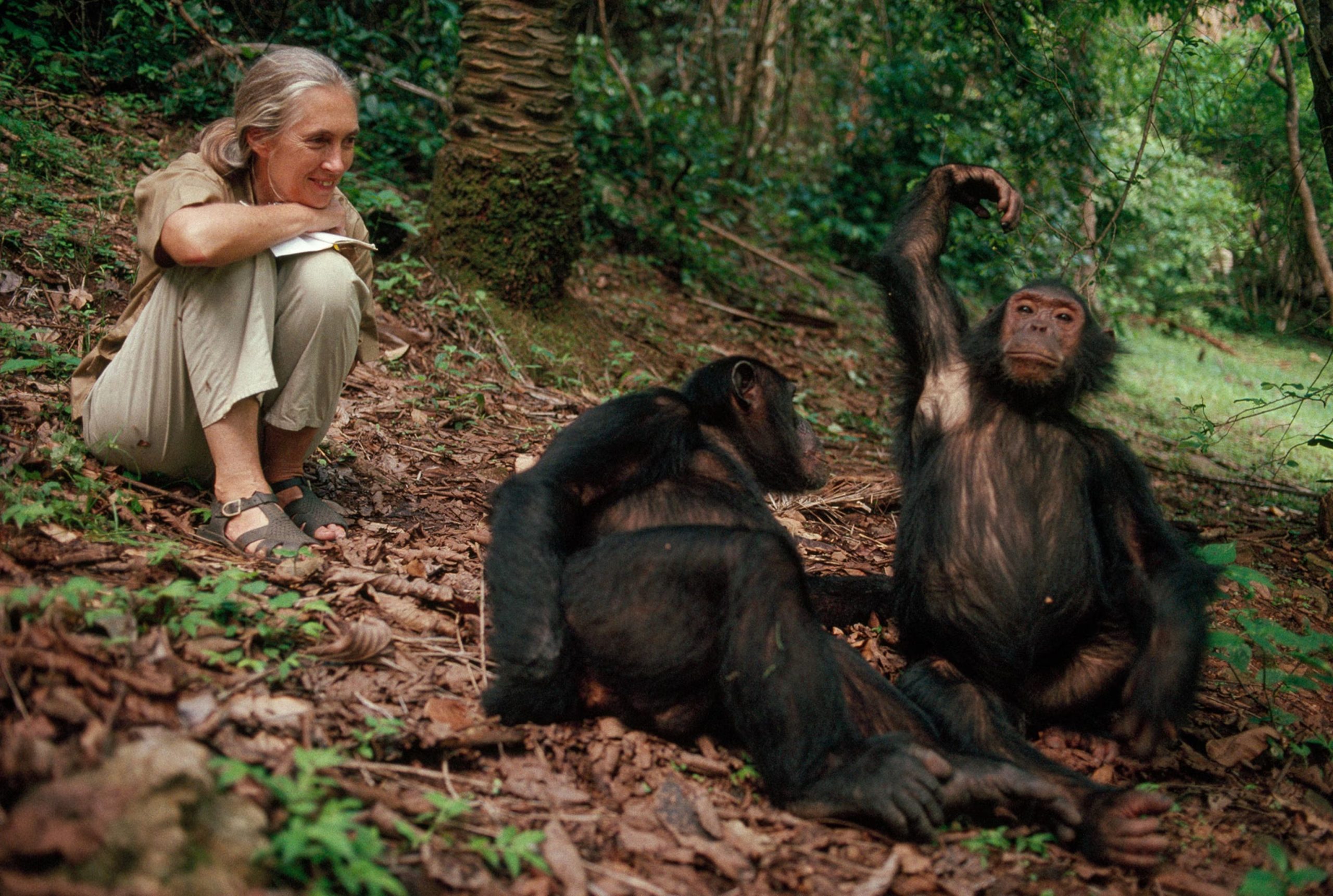 Chimpanzees in Tanzania: Discovering Mahale Mountains and Gombe Stream National Parks