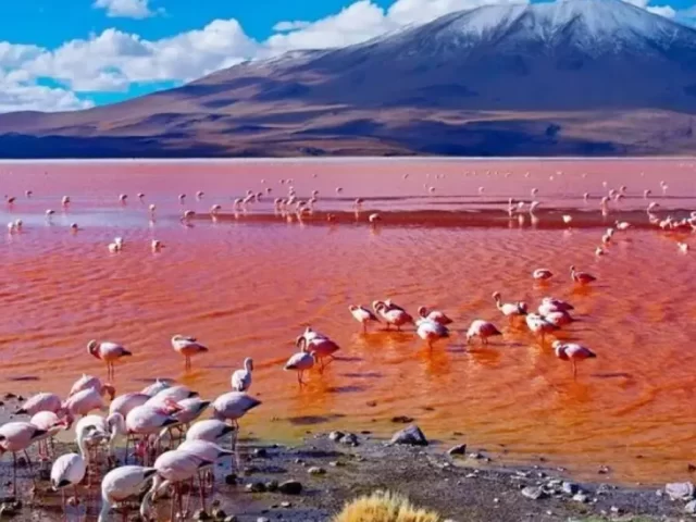 TATO Statement On Lake Natron Soda Ash Project And Tourism Conservation