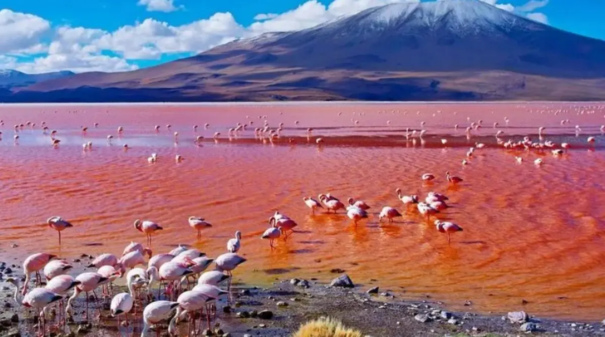TATO Statement On Lake Natron Soda Ash Project And Tourism Conservation