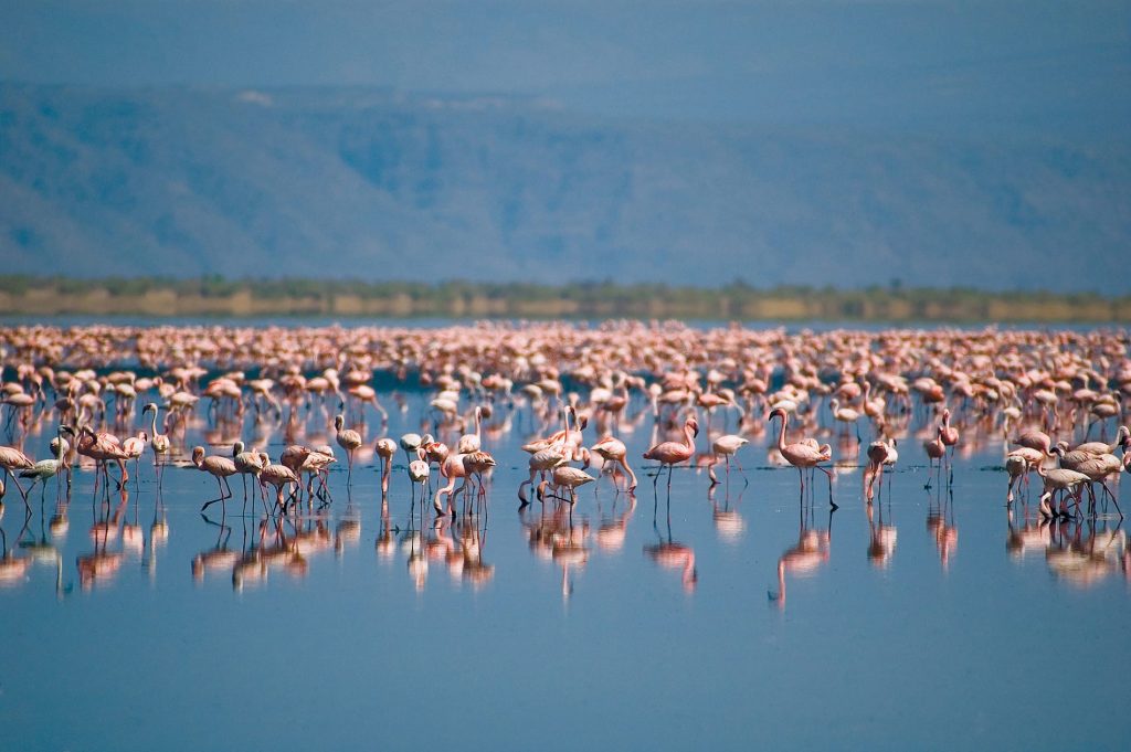Flamingos of Lake Natron 