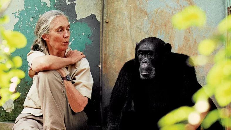 Remembering Dr Jane Goodall: A Beacon of Conservation and the Enduring Legacy in Tanzanian Tourism