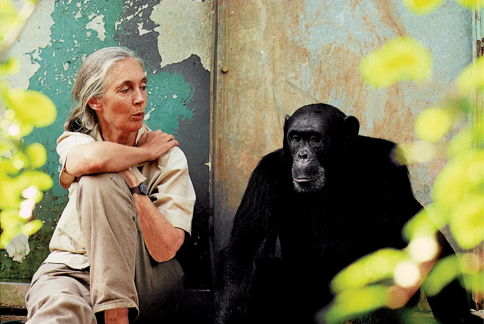 Remembering Dr Jane Goodall: A Beacon of Conservation and the Enduring Legacy in Tanzanian Tourism