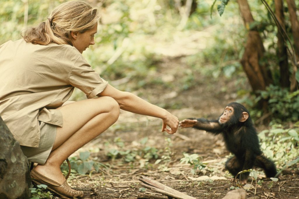 Gombe, Tanzania - Jane Goodall and infant chimpanzee reach out to touch each other's hands