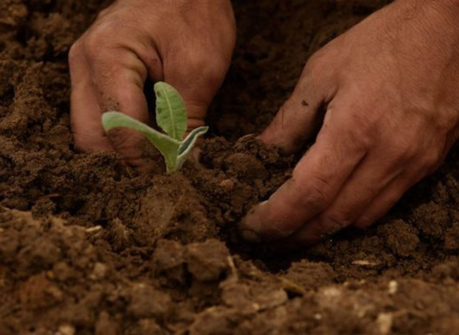 Is Sustainable Tourism Enough Anymore? Exploring the Rise of Regenerative Tourism