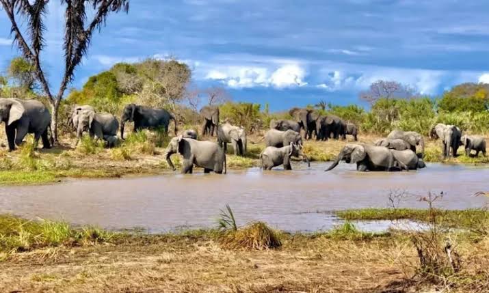 Elephants of The Saadan National Park